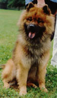 Bonzo Akela von der Steppenheide