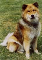 Dasca