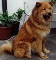 Diska