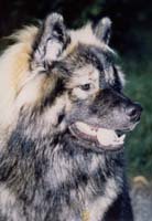 Dojan