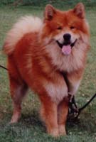 Drago