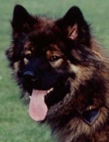 Enora