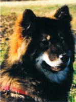 Fenja