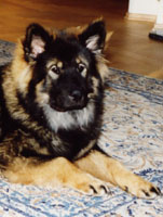 Fina
