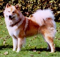 Ginji