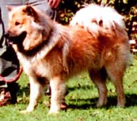 Grisu